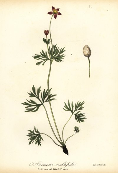 Anémone du Pacifique ou anémone à feuilles découpées, Anemone multifida - Endicott Endicott