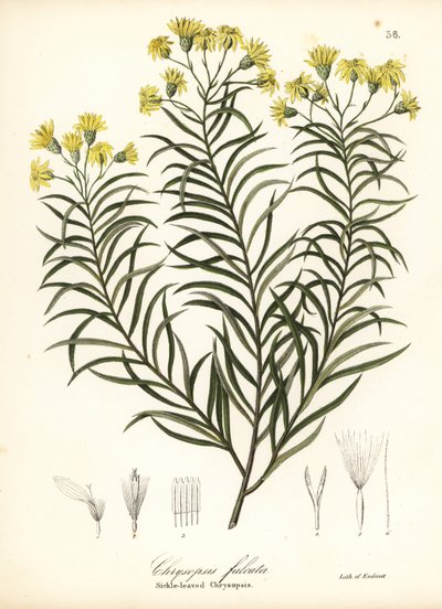 Pityopsis falcata - Endicott Endicott