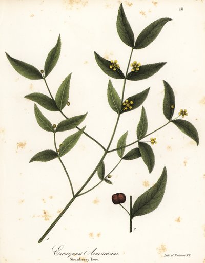 Arbre à fraises, Euonymus americanus - Endicott Endicott