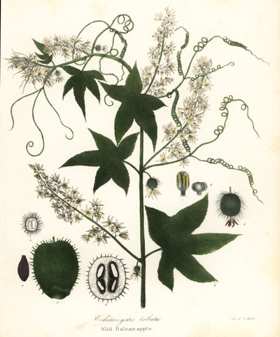 Concombre sauvage, concombre épineux, concombre à bardane ou pomme de baume sauvage, Echinocystis lobata - Endicott Endicott