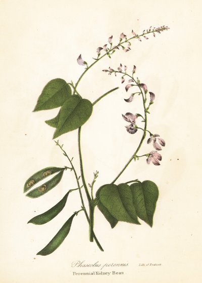 Haricot sauvage, Phaseolus polystachios - Endicott Endicott