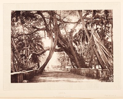 Un banian, Java - English Photographer