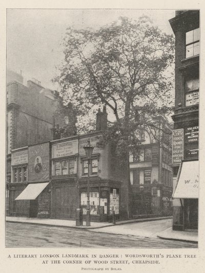 Un repère littéraire de Londres en danger, le platane de Wordsworth au coin de Wood Street, Cheapside - English Photographer