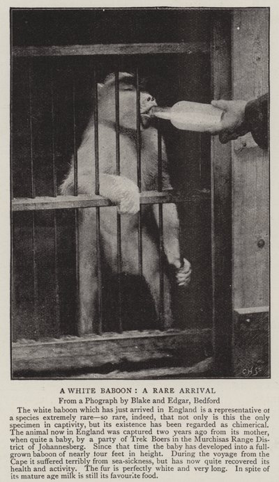 Un babouin blanc, une arrivée rare - English Photographer