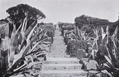 Un coin dans les jardins de Tresco - English Photographer