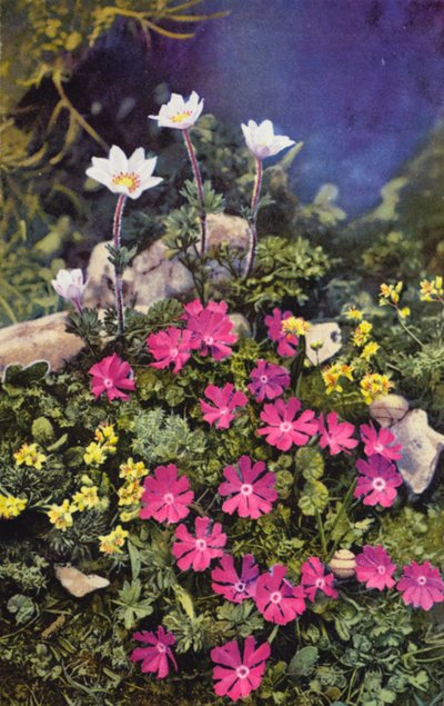 Fleurs alpines : Draba Aizoides avec Primula Minima (centre) et Anemone Baldensis (arrière) - English Photographer
