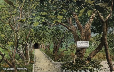 Anciens jardins de figuiers à Tarring, Worthing, Sussex, revendiquant avoir le plus ancien figuier d