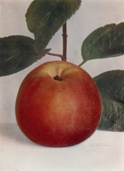 Pomme, Reinette rouge de Baumann (photo couleur) - English Photographer