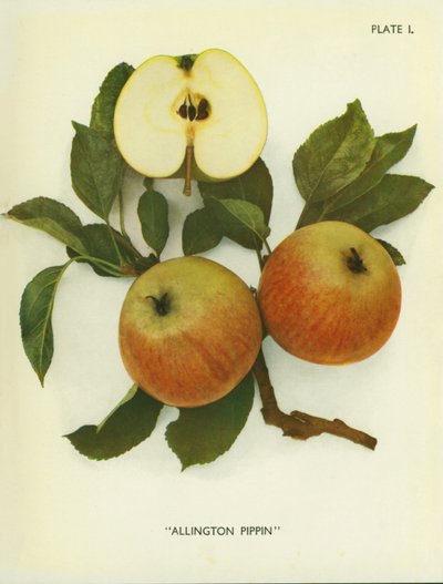 Pommes d