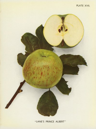Pommes d
