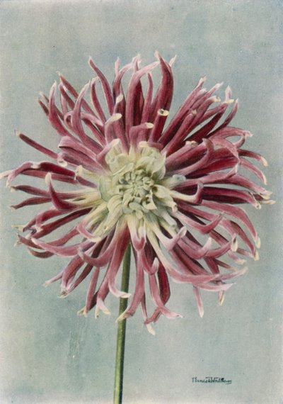 Dahlia Cactus, Mme Randle (photo couleur) - English Photographer