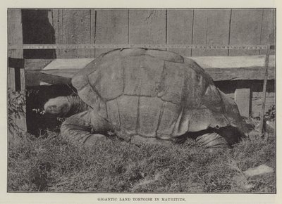 Tortue terrestre géante à Maurice - English Photographer