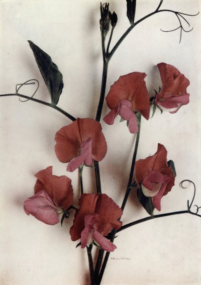 Helen Lewis (photo couleur) - English Photographer
