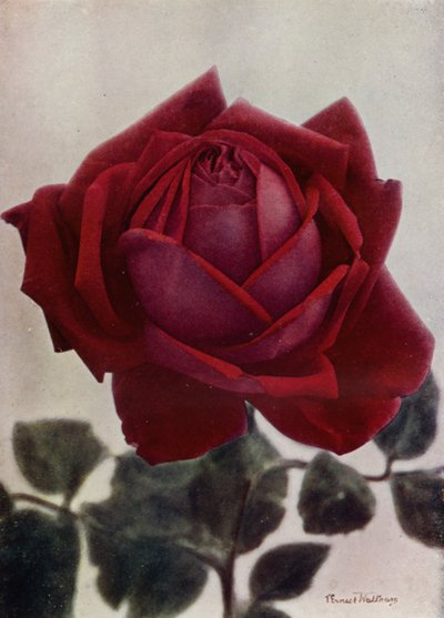  - English Photographer