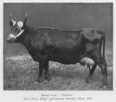 Vache Kerry, Fenella, premier prix, exposition de la Royal Agricultural Society - English Photographer