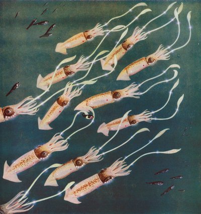 Calmars ou seiches lumineux dans la mer du Japon - English Photographer