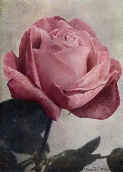  - English Photographer