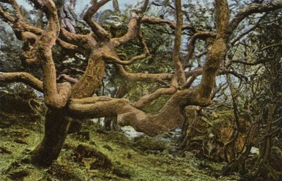 Vieux Chêne, le Glissement de Terrain - English Photographer