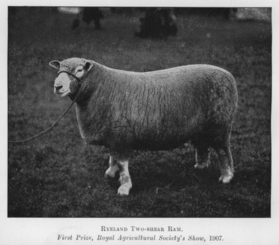 Bélier Ryeland de deux ans, premier prix, exposition de la Royal Agricultural Society - English Photographer