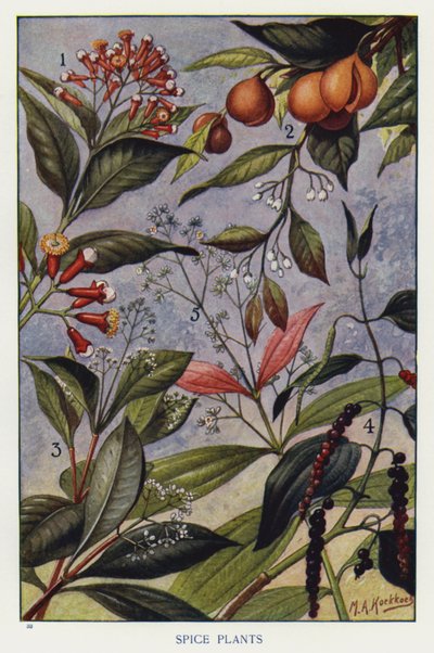 Plantes à Épices - English Photographer