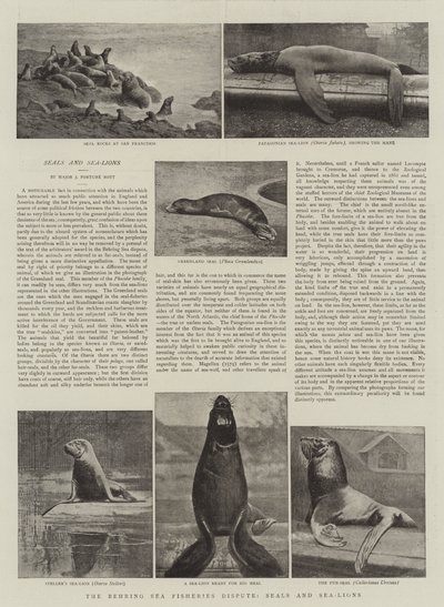 Le différend sur les pêcheries de la mer de Behring, phoques et lions de mer - English Photographer