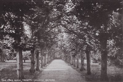 Le Lime Walk, Trinity College, Oxford - English Photographer