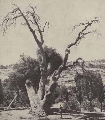 Le chêne de Mamré; le chêne d