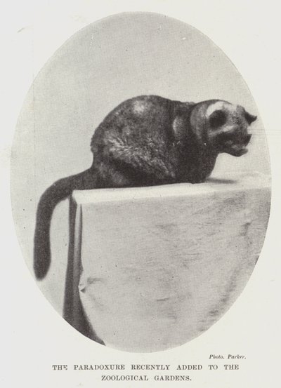Le paradoxe récemment ajouté aux jardins zoologiques - English Photographer