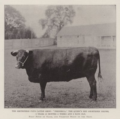 Exposition de bétail du Smithfield Club, Frederica, la génisse rouge Shorthorn de la reine, 2 ans 10 mois 2 semaines et 3 jours - English Photographer