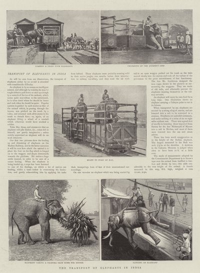 Le transport des éléphants en Inde - English Photographer
