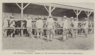 La crise du Transvaal, chevaux dans l