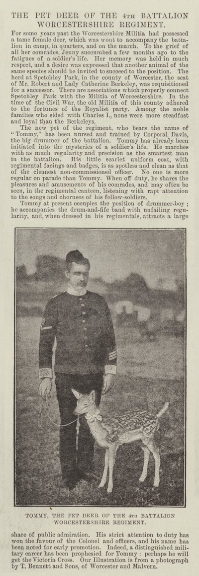 Tommy, le cerf apprivoisé du 4e bataillon du régiment de Worcestershire - English Photographer