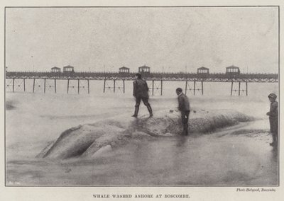 Baleine échouée à Boscombe - English Photographer