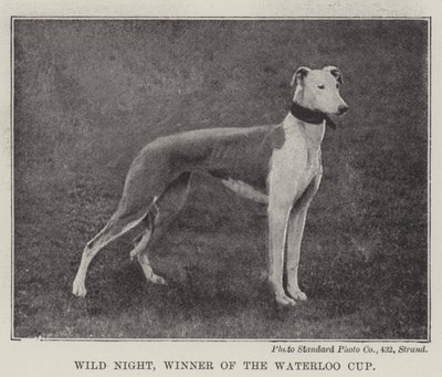 Wild Night, vainqueur de la Waterloo Cup - English Photographer
