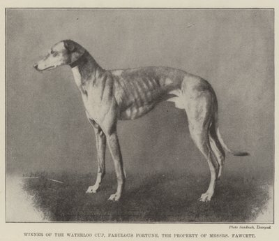 Vainqueur de la Waterloo Cup, Fabulous Fortune, propriété de Messers Fawcett - English Photographer