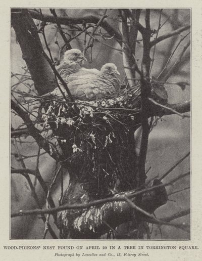 Nid de pigeons ramiers trouvé le 20 avril dans un arbre à Torrington Square - English Photographer