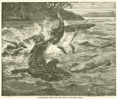 Un crocodile emportant un des hommes de Baker - English School