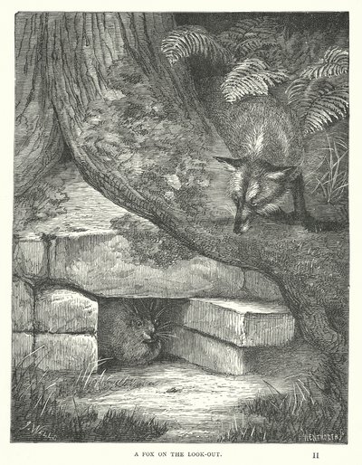 Un renard à l
