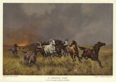 Un feu de prairie - English School