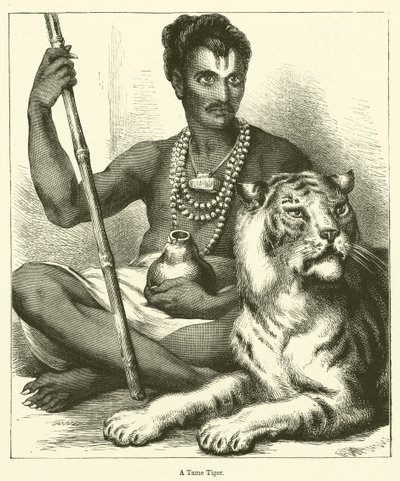Un tigre apprivoisé (gravure) - English School