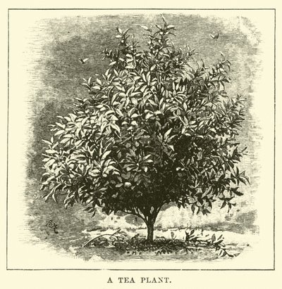 Un plant de thé - English School