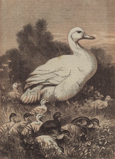 Une promenade parmi les boutons d