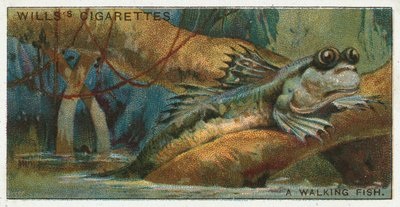 Un poisson marcheur - English School