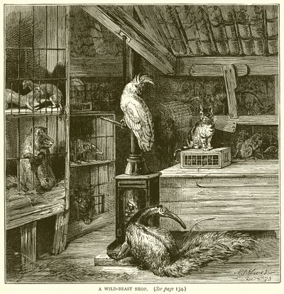 Une boutique de bêtes sauvages - English School