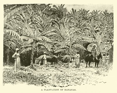Une plantation de bananes - English School