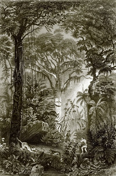 Scène dans la forêt brésilienne - English School