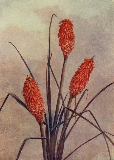 Une splendide fleur de torche, Kniphofia Corallina Superba - English School