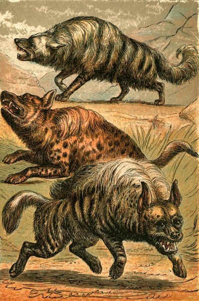 Loup terrestre, hyène tachetée et hyène rayée - English School