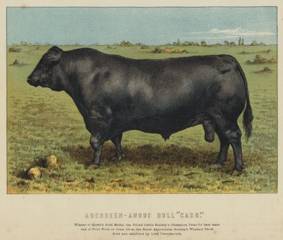 Taureau Aberdeen-Angus "Cash" - English School