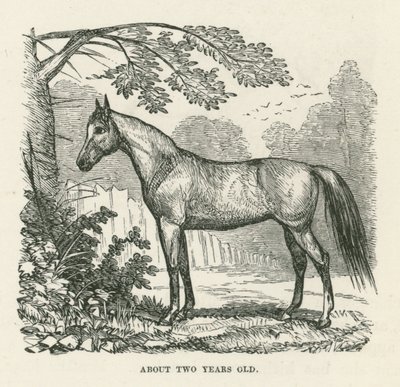 Environ deux ans (gravure) - English School
